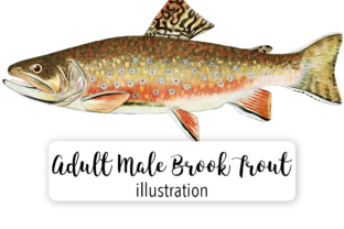 Adult Male Brook Trout Illustrations Review