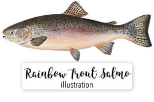 Adult Male Rainbow Trout Illustrations Review