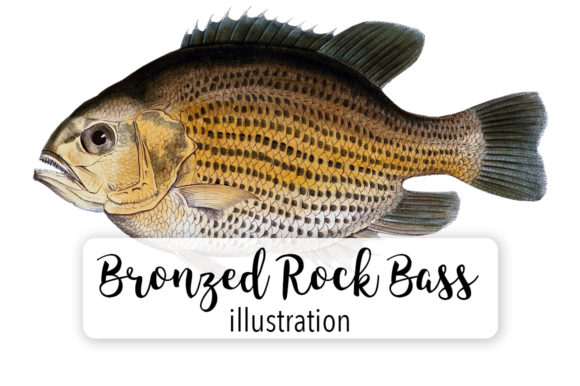 Bronzed Rock Bass Fish Watercolor Svg Review