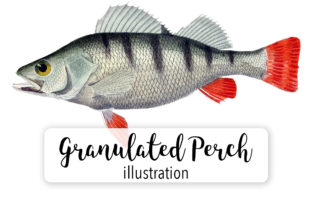 Granulated Perch Watercolor Illustrations