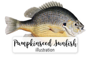 Pumpkinseed Sunfish Watercolor Embroidery Review