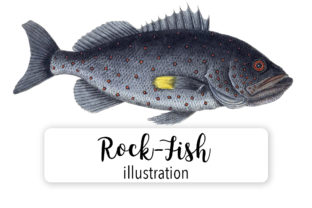 Rock Fish Watercolor Illustrations Review