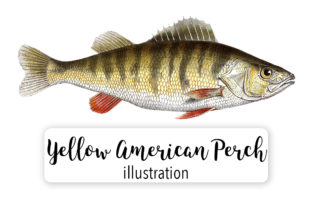 Yellow American Perch Watercolor Svg Illustrations